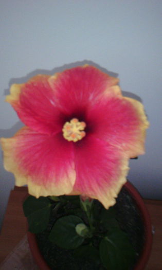 2015-04-21 16.53.51 - HIBISCUS 2015