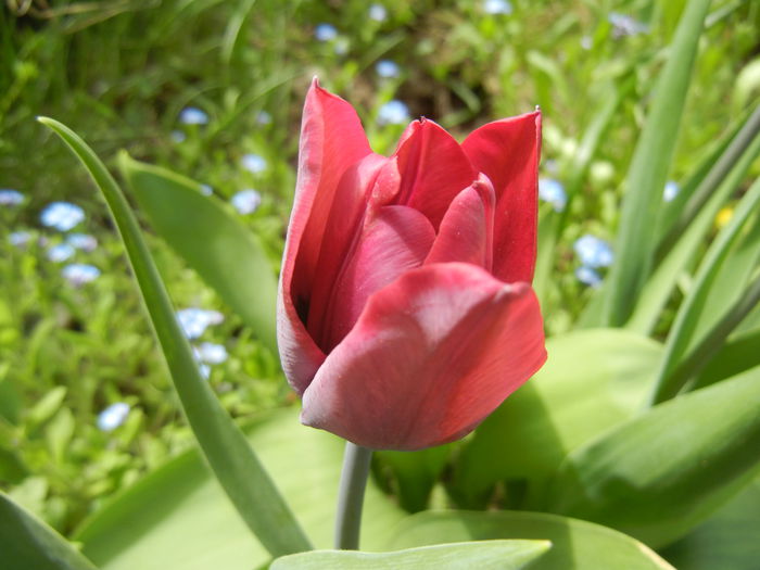 Tulipa Negrita (2015, April 15)