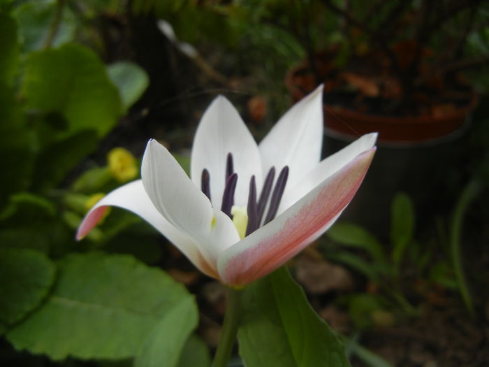 Tulipa Peppermint Stick (2015, April 16)