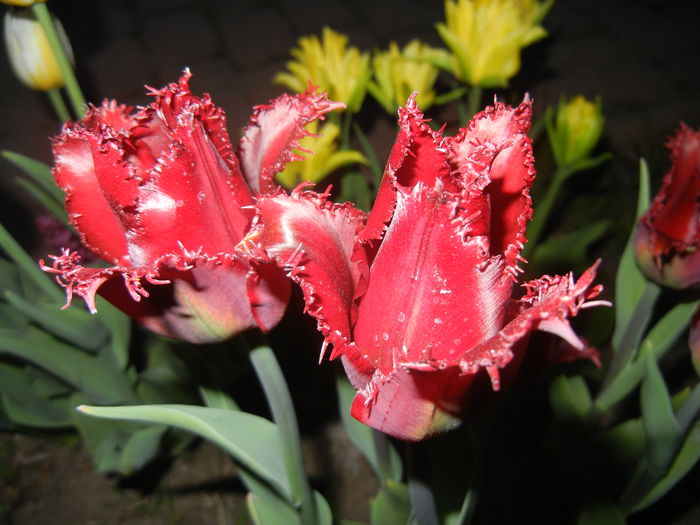 Tulipa Pacific Pearl (2015, April 16)