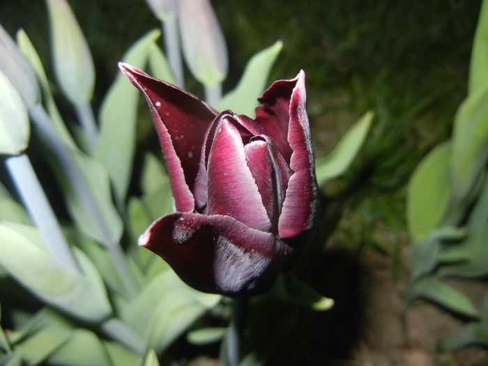 Tulipa Havran (2015, April 16)
