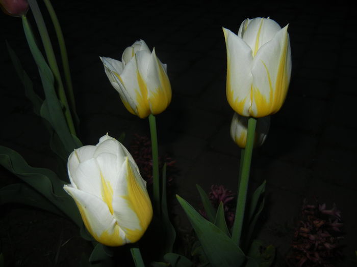 Tulipa Flaming Coquette (2015, April 16)