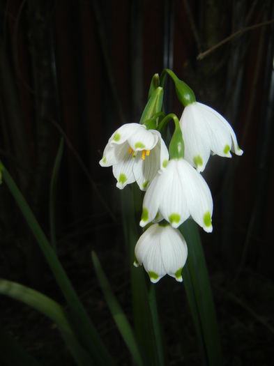 Leucojum aestivum (2015, April 15) - GHIOCEI_Leucojum aestivum