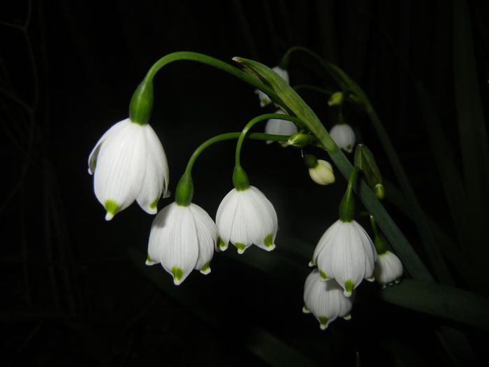 Leucojum aestivum (2015, April 16) - GHIOCEI_Leucojum aestivum