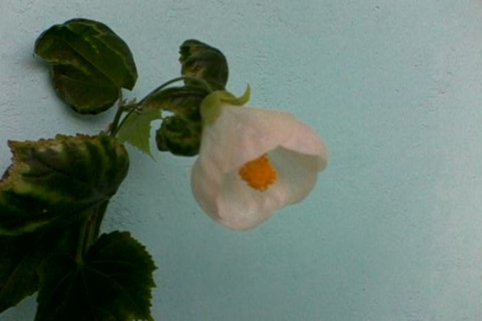 Abutilon alb