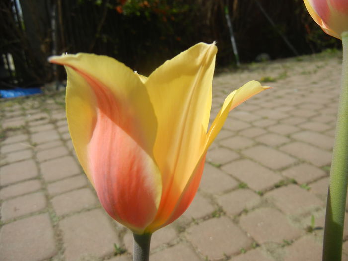 Tulipa Blushing Lady (2015, April 16)