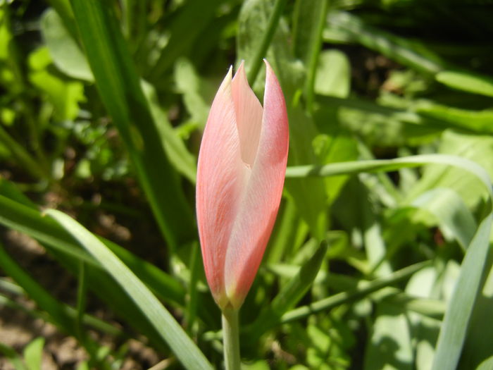 Tulipa Peppermint Stick (2015, April 17)