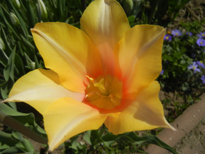 Tulipa Blushing Lady (2015, April 17)