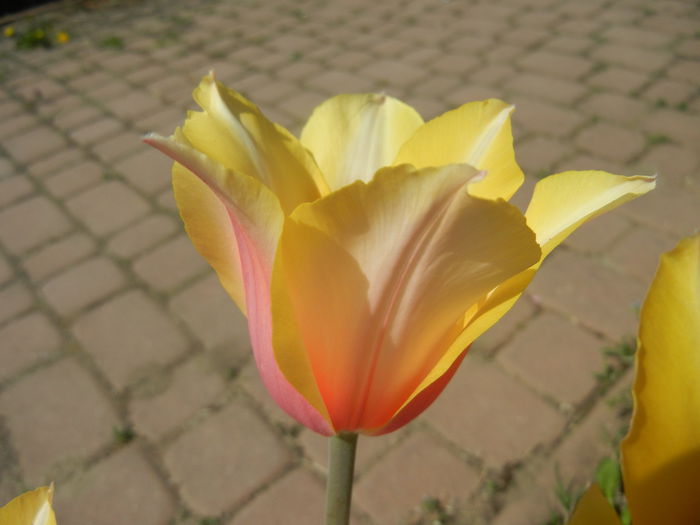 Tulipa Blushing Lady (2015, April 17)