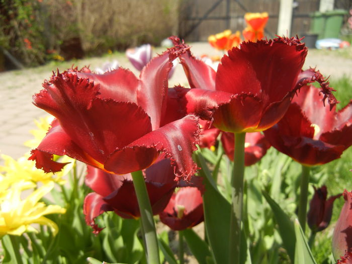 Tulipa Pacific Pearl (2015, April 17)