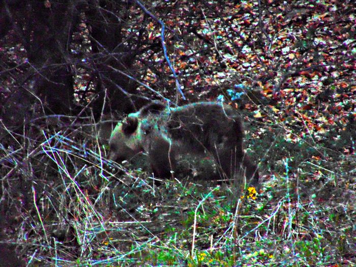 DSC06758 - Diverse animale si pasari