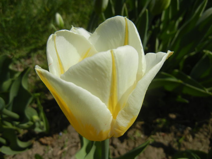 Tulipa Flaming Coquette (2015, April 17)