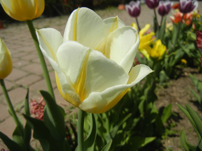 Tulipa Flaming Coquette (2015, April 17)