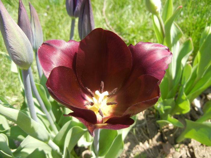 Tulipa Havran (2015, April 17)