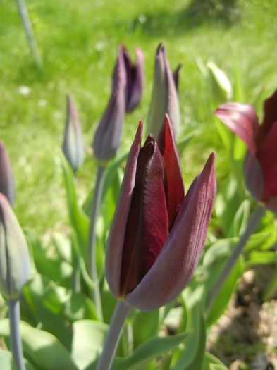 Tulipa Havran (2015, April 17)