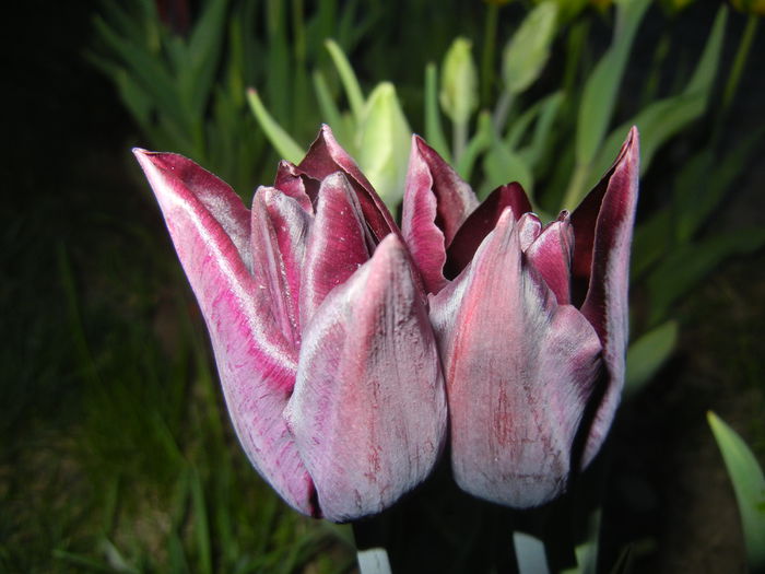 Tulipa Havran (2015, April 17)