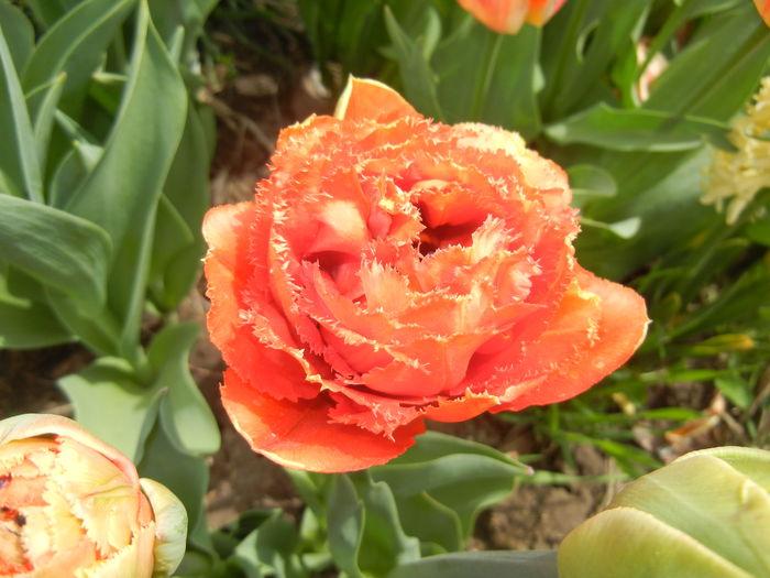 Tulipa Esprit (2015, April 18)