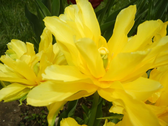 Tulipa Yellow Spider (2015, April 18)