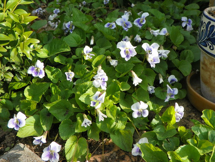 viola sororia Priceana