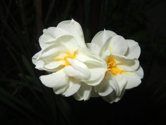 Narcissus Bridal Crown (2015, April 17)
