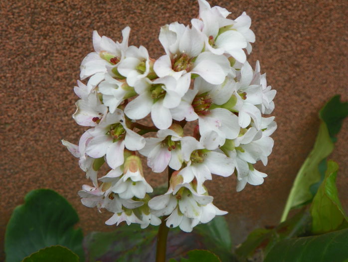 bergenia Bressingham White