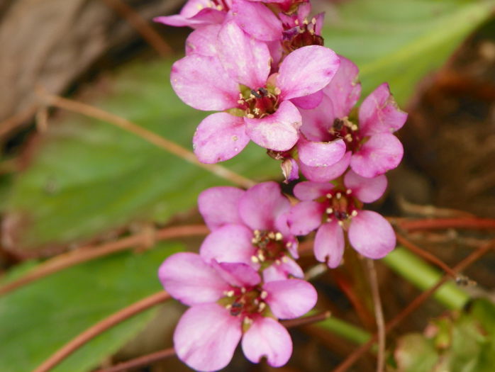 bergenia