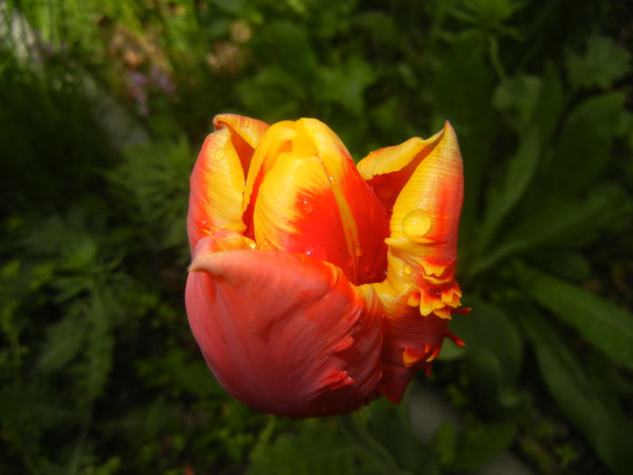 Tulipa Bright Parrot (2015, April 19)