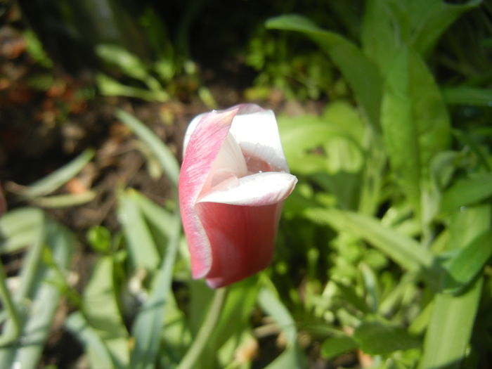 Tulipa Peppermint Stick (2015, April 19)