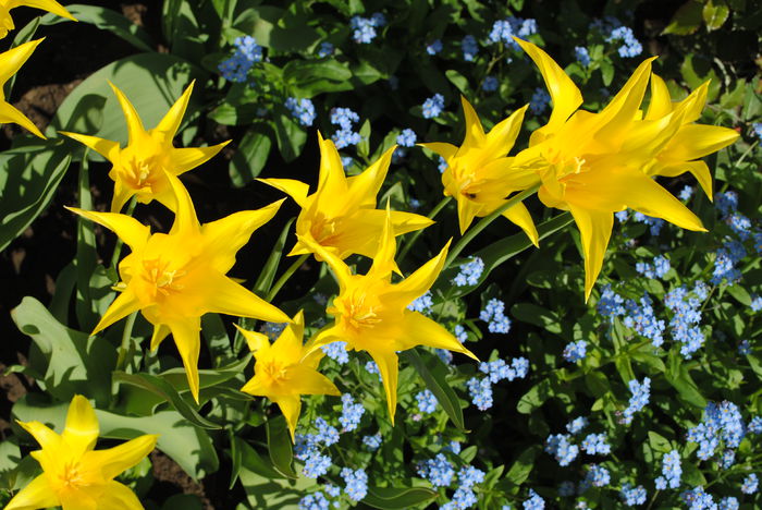 lalele lily flowered west point - 2015 plantele mele