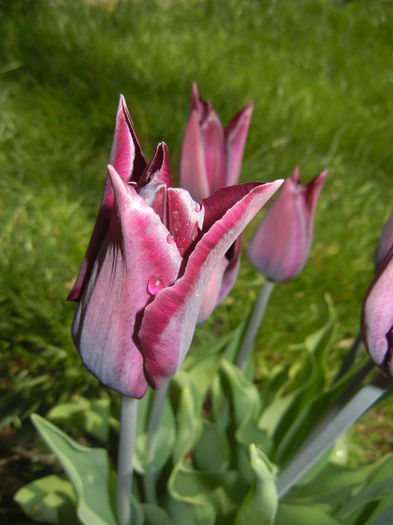 Tulipa Havran (2015, April 19)