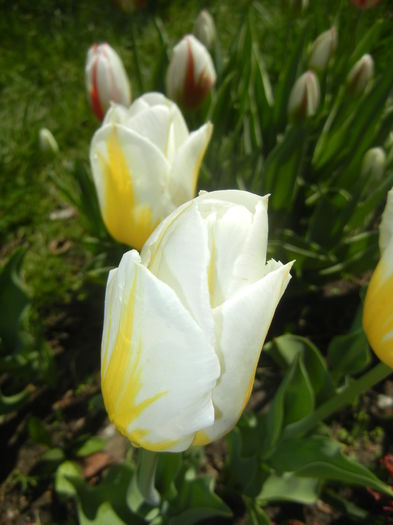 Tulipa Flaming Coquette (2015, April 19)