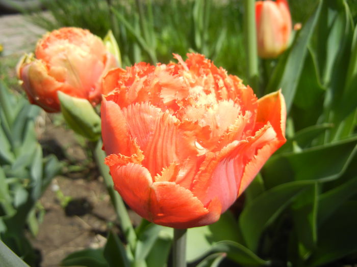 Tulipa Esprit (2015, April 19)