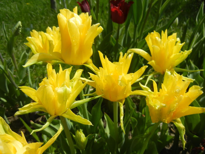 Tulipa Yellow Spider (2015, April 19)