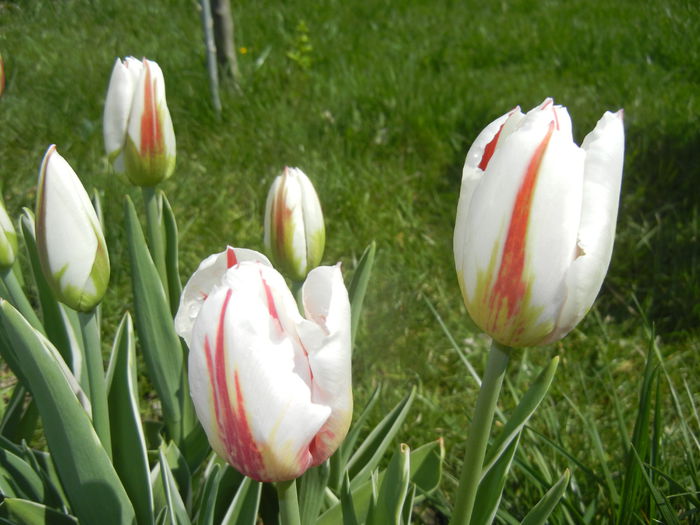 Tulipa Happy Generation (2015, April 19)