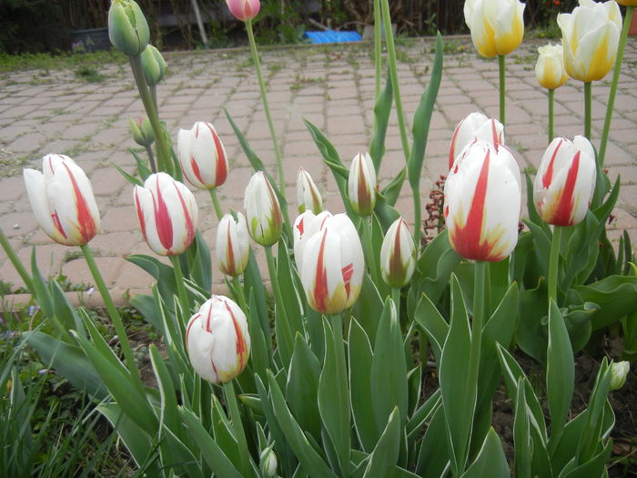 Tulipa Happy Generation (2015, April 20)