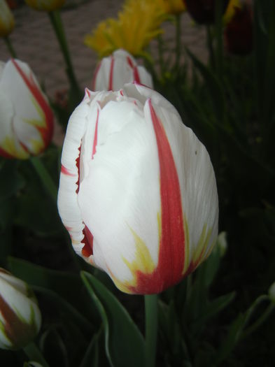 Tulipa Happy Generation (2015, April 20)