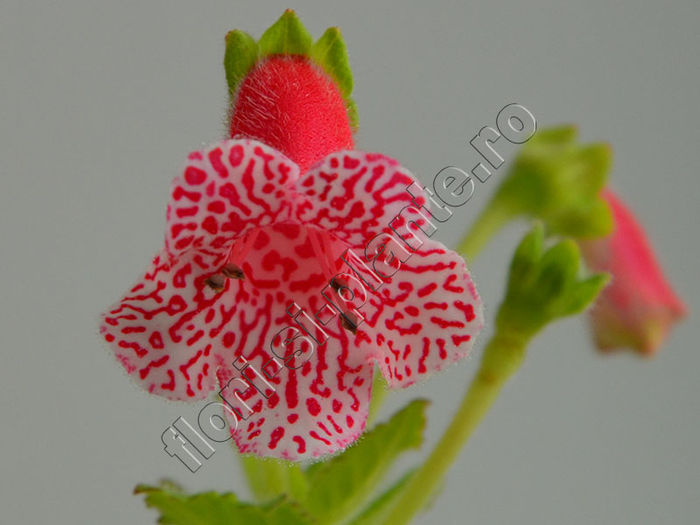 NEW - Kohleria Luci s Puzzle - KOHLERIA IV - Hibrizii mei - My hybrids