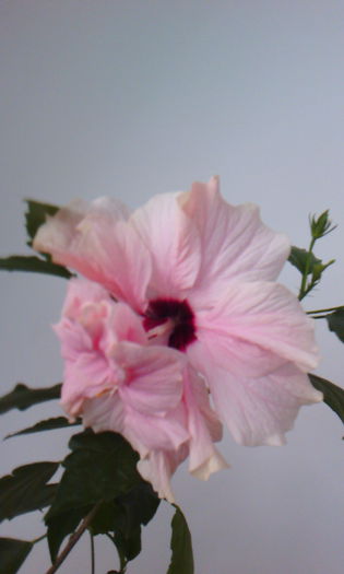 2015-04-29 17.57.35 - HIBISCUS 2015