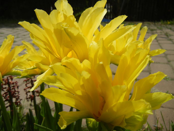 Tulipa Yellow Spider (2015, April 20)