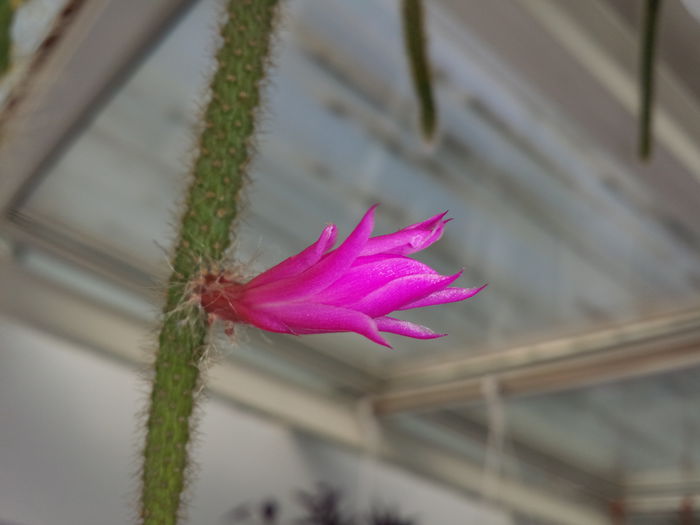 86 Aporocactus fragelliformis