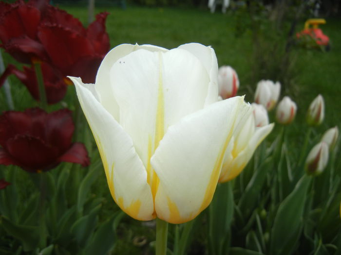 Tulipa Flaming Coquette (2015, April 20)