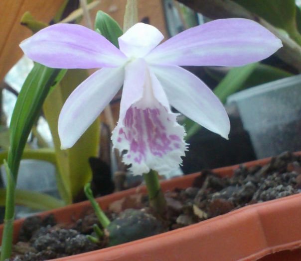 pleione_formosana_7apr2015