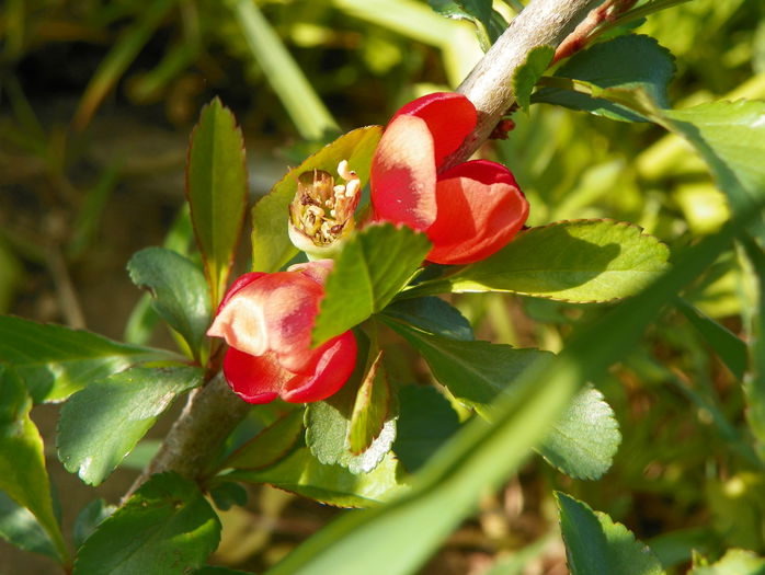 chaenomeles Firedance - z-Dobarland 2015