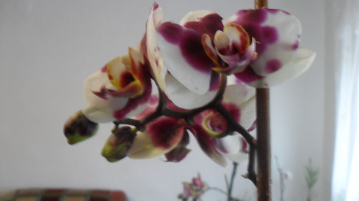 SAM_2599 - phalaenopsis