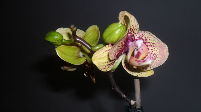 SAM_2601 - phalaenopsis
