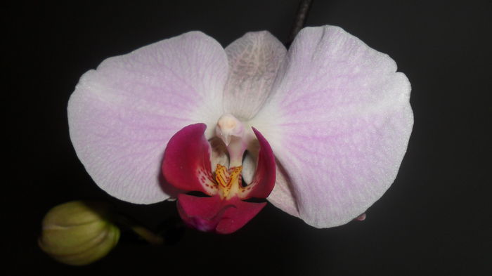 SAM_2603 - phalaenopsis