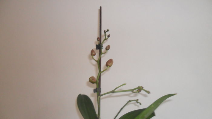 SAM_2605 - phalaenopsis