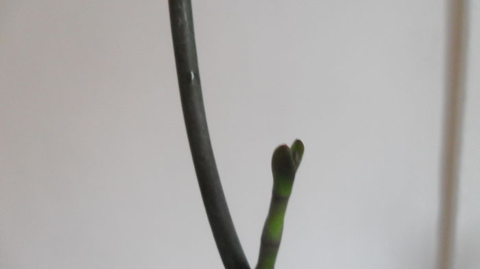 SAM_2607 - phalaenopsis