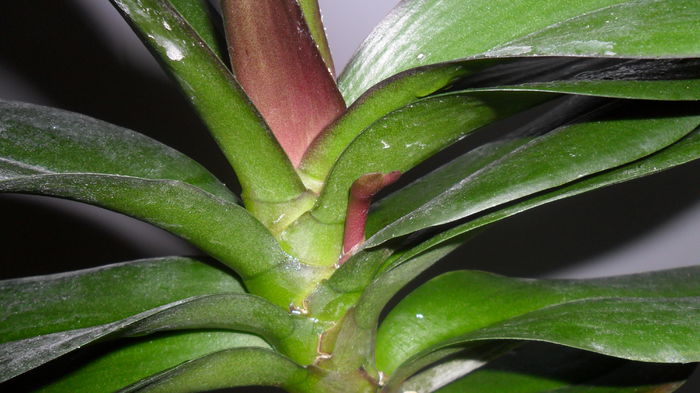SAM_2612 - phalaenopsis