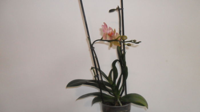 SAM_2614 - phalaenopsis